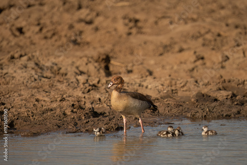 Egyptian Goose (Alopochen aegyptiaca) Pilanesberg Nature Reserve, South Africa