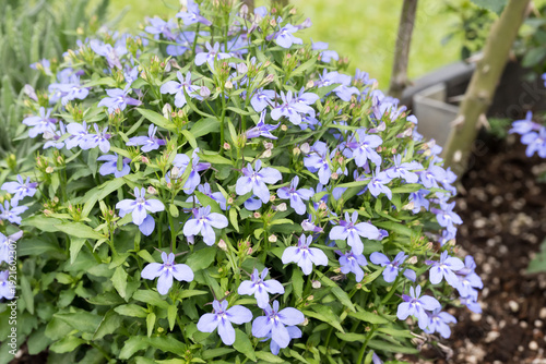 Bild auf Leinwand Beautiful garden lobelia (Lobelia erinus) flowers.