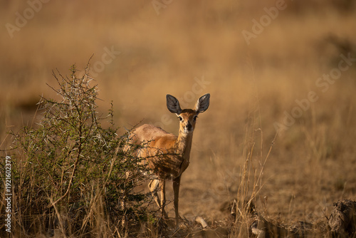 Steenbok ( Raphicerus campestris ) Pilanesberg Nature Reserve, South Africa