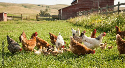 Diverse colorful chickens and small chicks walking on green farm