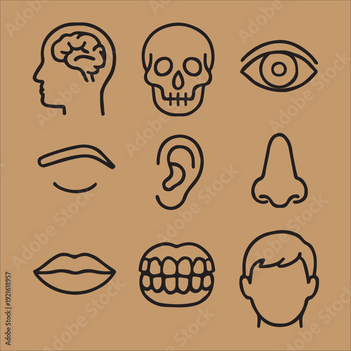 Human Head and Face Anatomy Medical Icon Set