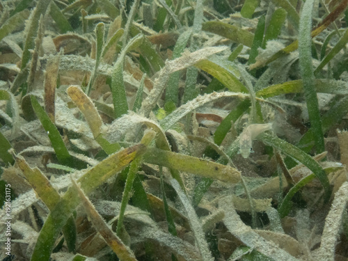 Turtle Grass