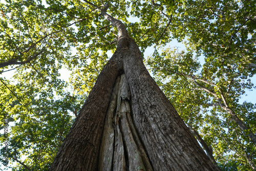 Wallpaper Mural Looking up to the tall tropical tree trunk with green leaves of rain forest trees. From down to the treetop.Look at the tree from below for environment wallpaper, environment background. Torontodigital.ca