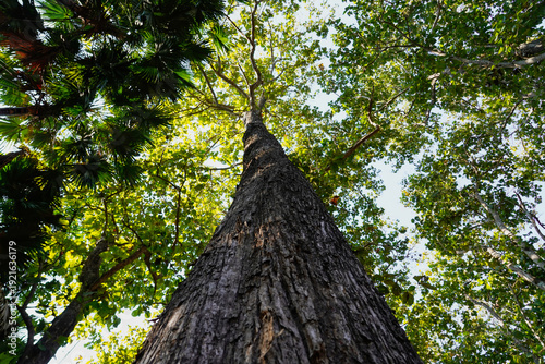 Wallpaper Mural Looking up to the tall tropical tree trunk with green leaves of rain forest trees. From down to the treetop.Look at the tree from below for environment wallpaper, environment background. Torontodigital.ca