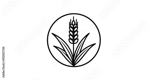 Golden autumn wheat ears and grain leaves isolated on white background as a cereal plant vector illustration for organic agriculture harvest or food design