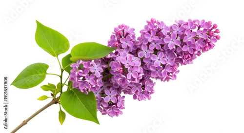 Photos Purple lilac flowers isolated PNG, blooming branch with green leaves on transpar