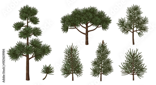 Collection of diverse pine trees isolated on white background.