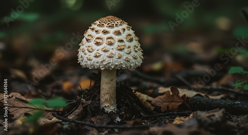 Forest Floor Spectacle