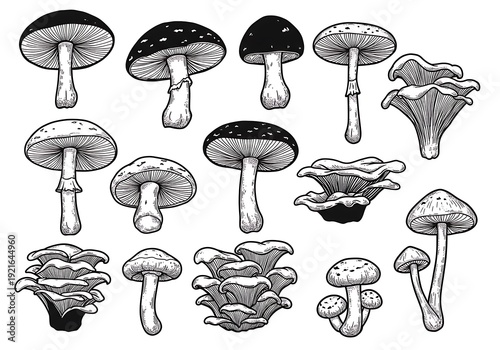 Ink & Fungi: A Mycological Collection