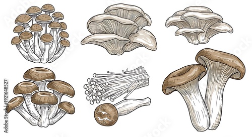 Fungal Forms: A Botanical Sketchbook