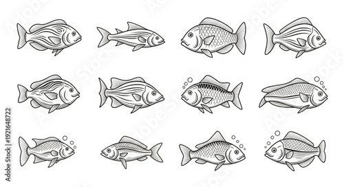 Collection of Hand Drawn Fish Illustrations in Black and White.