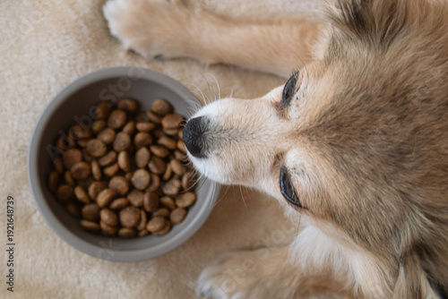 Billede på lærred a small fluffy dog lies near its food bowl