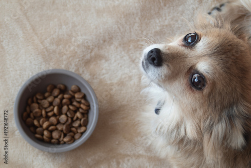 фотографія a small fluffy dog lies near its food bowl