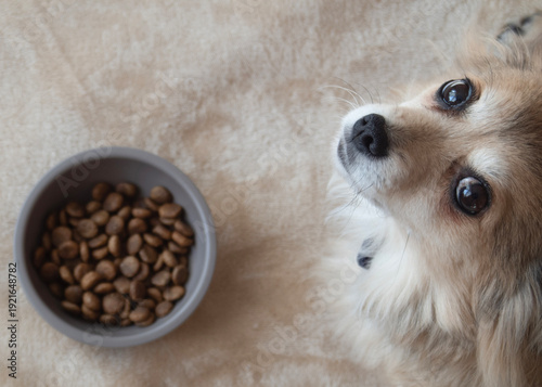 Fotografi a small fluffy dog lies near its food bowl