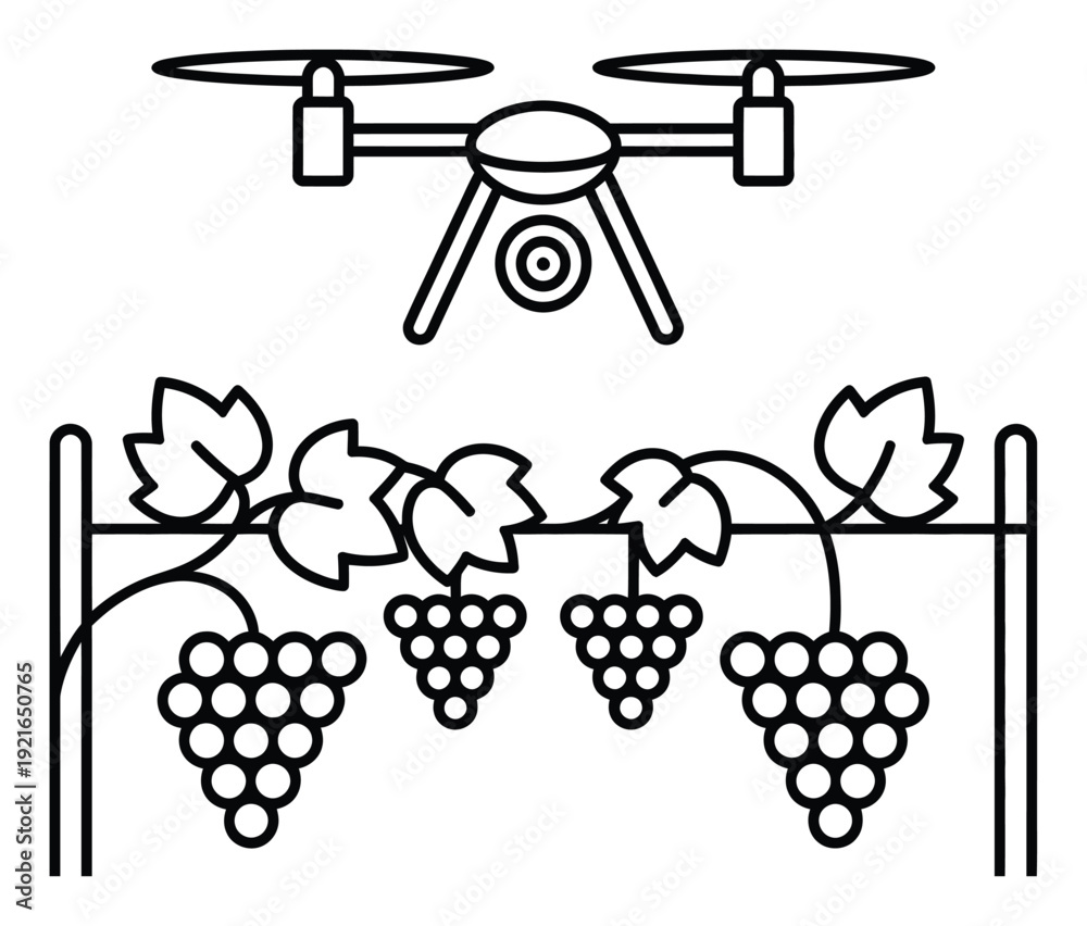 Naklejka premium Drone Over Vineyard Grapes Vector Illustration