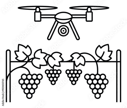 Drone Over Vineyard Grapes Vector Illustration