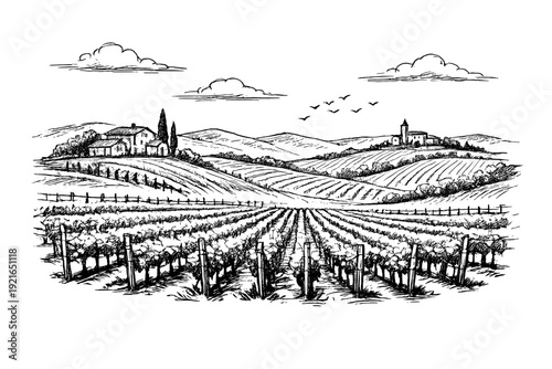 Vineyard landscape sketch illustration, rural countryside with grape fields and hills