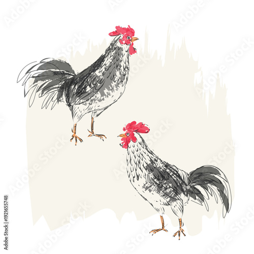 Rooster, chicken sketch hand drawn retro vintage vector illustration. Poultry farm animal isolated on background.