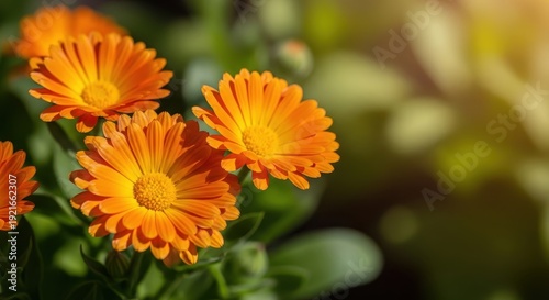 Bright orange calendula flowers blooming vividly in the summer garden, often used for herbal remedies, oils, and natural skincare products, bloom, bright, yellow