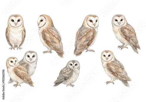 Barn owls perched gracefully in watercolor style