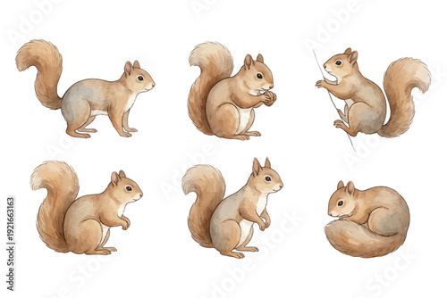Cute squirrels posing in different adorable positions