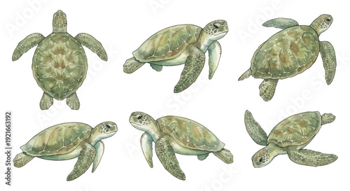 Green sea turtle watercolor illustrations set png