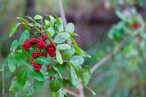 the red berries of a Florida Holly