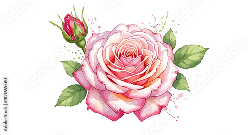 Watercolor style pink rose with bud and leaves on white