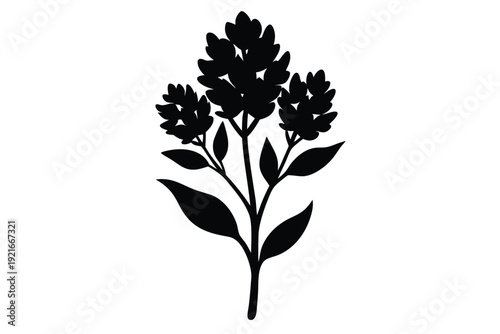 statice silhouette line art vector illustration