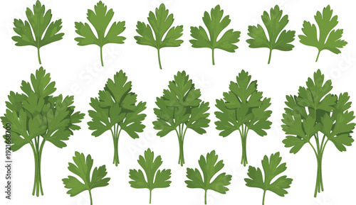 Parsley Herb Leaf Vector Set with Fresh Green Culinary Leaves, Organic Cooking Ingredients, and Botanical Food Illustration Elements