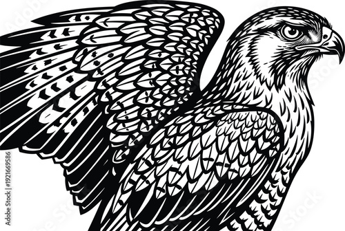 Close-up black and white illustration of a hawk's head and wings with detailed feathers bird raptor