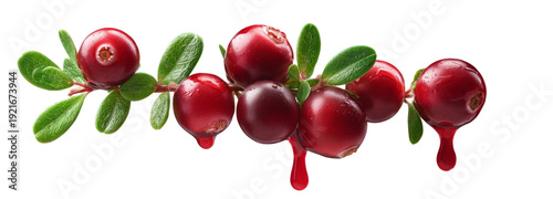 Wallpaper Mural Cranberries with dripping juice transparent background food photography freshness Torontodigital.ca