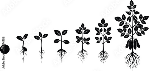 Plant growth stages silhouette illustration showing seed germination root development and mature plant life cycle for agriculture education vector design
