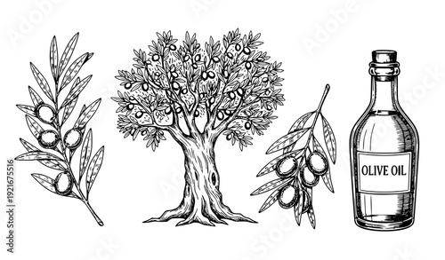 Hand drawn olive tree branch and olive oil botanical illustration vector set