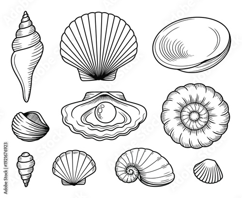 Collection of Hand-Drawn Seashells and Mollusk Shells in Black and White