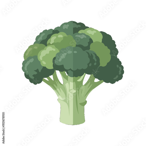 Illustration of fresh green broccoli vegetable on white background.