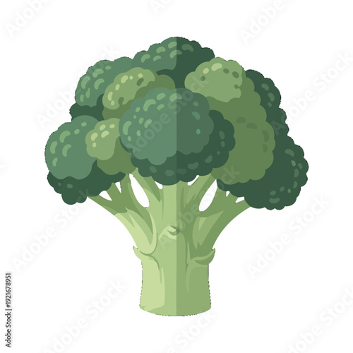 Vector illustration of fresh green broccoli vegetable.