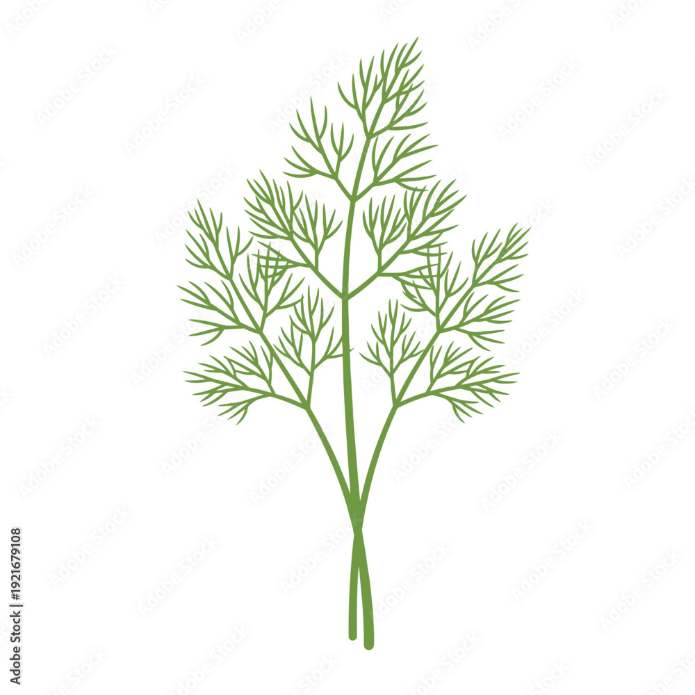 Fototapeta premium Fresh dill herb sprigs isolated on white background.