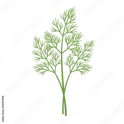 Fresh dill herb sprigs isolated on white background.