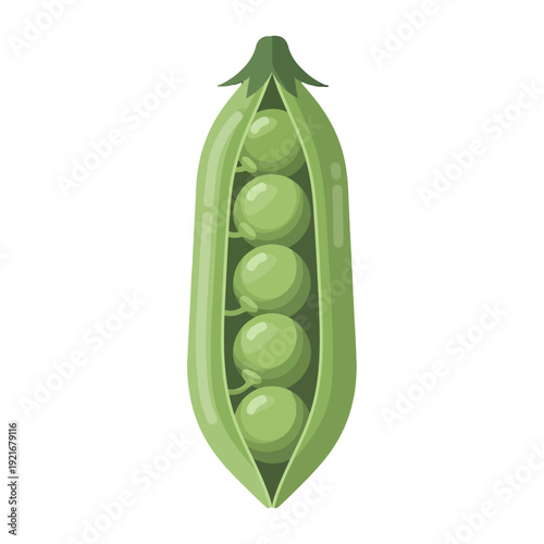 Illustration of fresh green peas in an open pod with seeds.