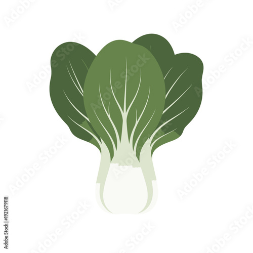 Illustration of fresh bok choy vegetable with green leaves.