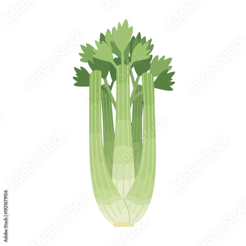 Fresh green celery stalks with leafy tops illustration.