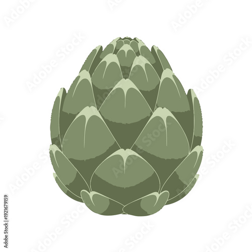 Green artichoke vegetable botanical illustration on white.