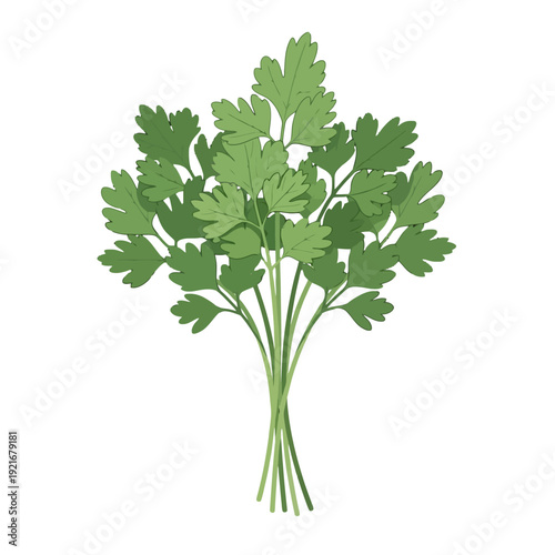 Fresh green parsley herb bundle isolated on white background.