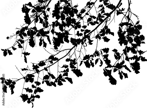 Vector illustration of natural oak tree branch with leaves	
