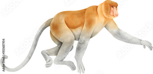 Canvastavla Watercolor wildlife. Proboscis Monkey
