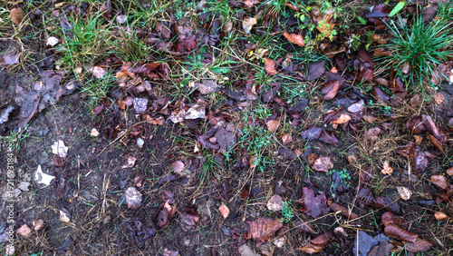 Grass, leaves and debris on the ground.