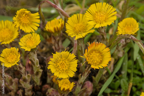 Bild auf Leinwand overhead view on yellow coltsfoot flowers - tussilago