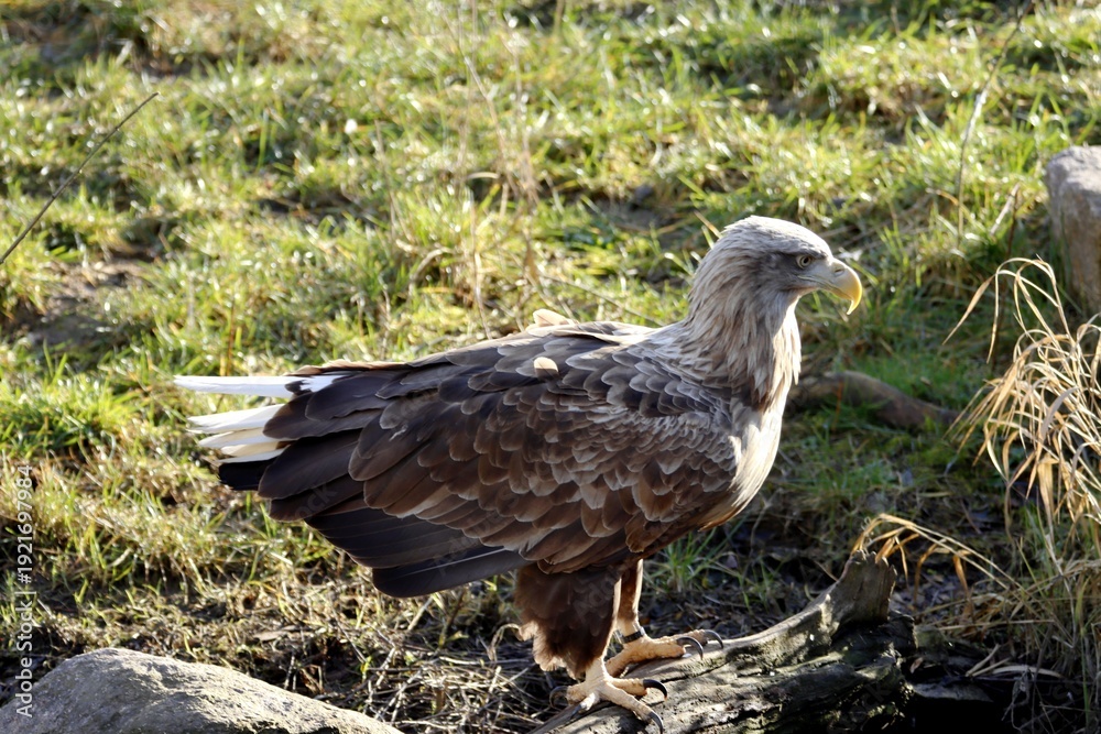 Obraz premium aigle