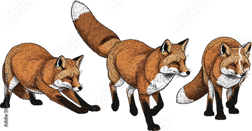 Running Fox Vector Illustration Set with Realistic Wild Animal Poses Vintage Engraving Style Nature Wildlife Design